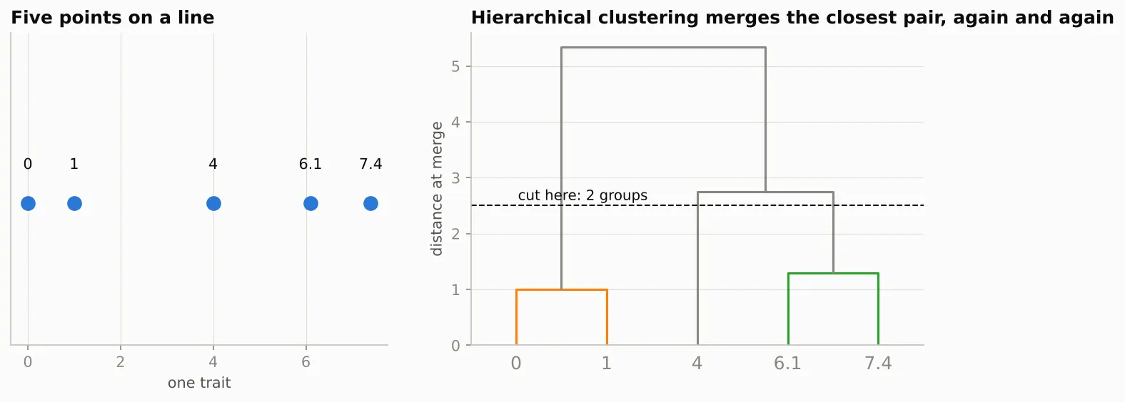 Left: five points on a line at 0, 1, 4, 6.1 and 7.4. Right: the dendrogram. 0 and 1 merge at height 1, 6.1 and 7.4 merge at 1.3, 4 joins them at about 2.7, and everything merges at about 5.3. A dashed line at 2.5 cuts the tree into two groups.